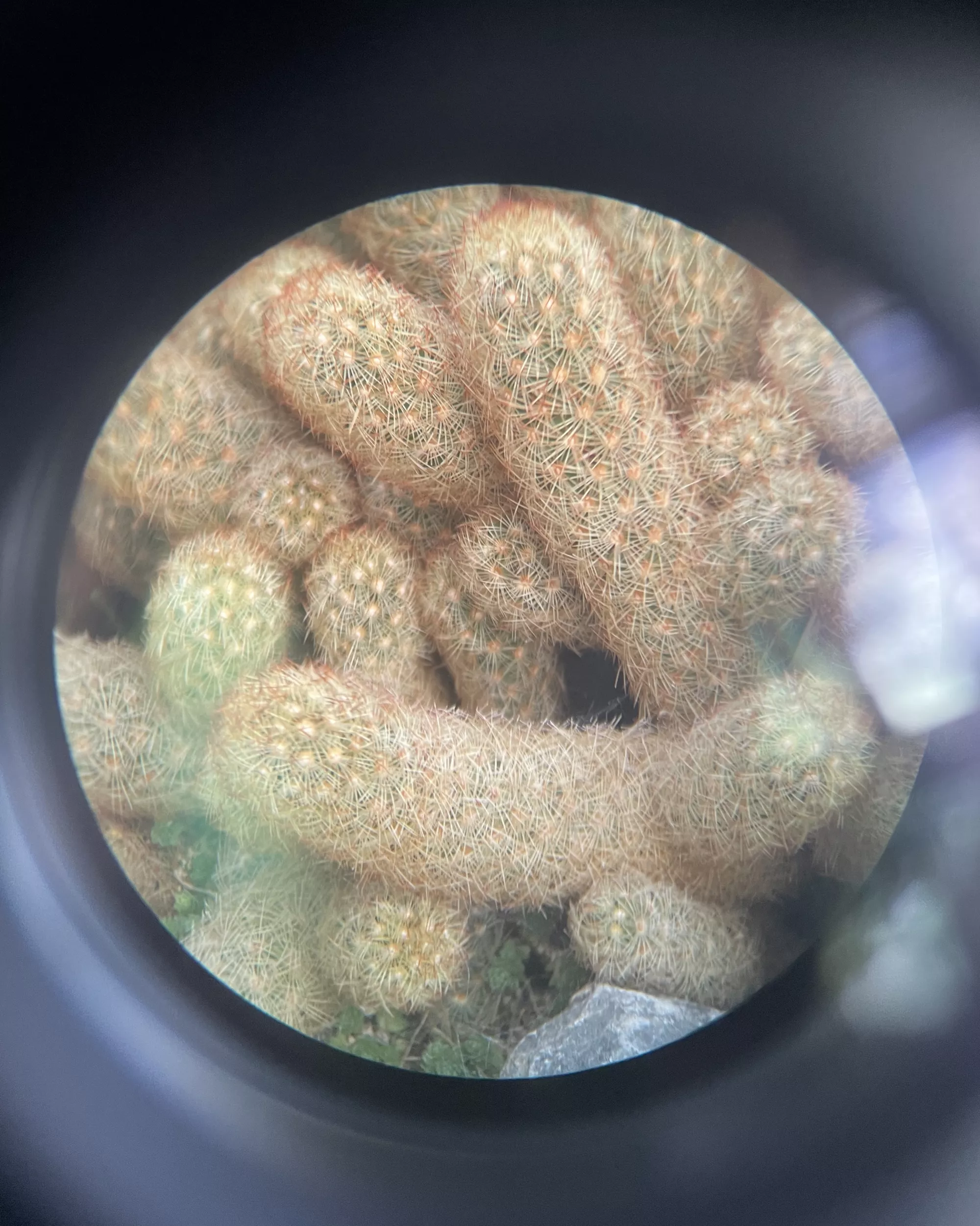 <p>View through a binocular which show small cacti. They're colours varies from brown to green.</p>