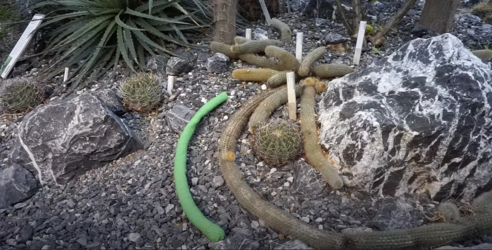 Film still from To Succulent by Neyen Pailamilla. A green, crocheted, cactus-like textile form lies on the gravel inside a succulent collection, surrounded by rocks, plant labels, agaves, and long trailing cacti. The textile object visually blends with the surrounding plants while still standing out through its bright colour and handmade texture.